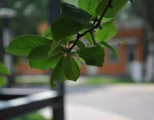 【交院印象】夏日艷陽(yáng)里再帶你轉(zhuǎn)一圈zhan們的校園